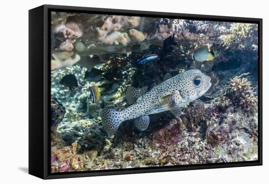 Porcupinefish (Diodon Hystrix) on House Reef at Sebayur Island-Michael Nolan-Framed Stretched Canvas