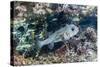Porcupinefish (Diodon Hystrix) on House Reef at Sebayur Island-Michael Nolan-Stretched Canvas
