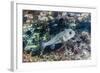 Porcupinefish (Diodon Hystrix) on House Reef at Sebayur Island-Michael Nolan-Framed Photographic Print