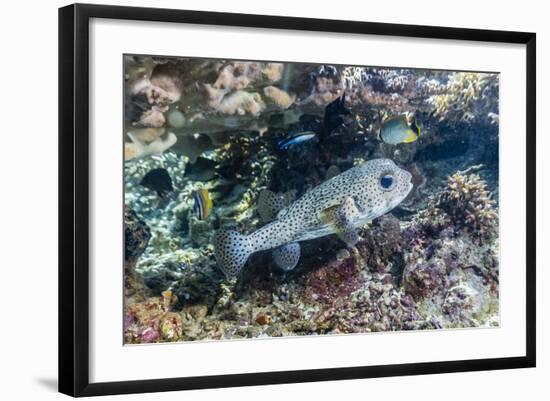 Porcupinefish (Diodon Hystrix) on House Reef at Sebayur Island-Michael Nolan-Framed Photographic Print