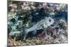 Porcupinefish (Diodon Hystrix) on House Reef at Sebayur Island-Michael Nolan-Mounted Photographic Print