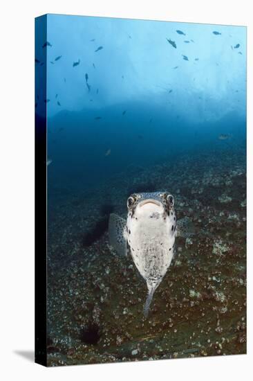 Porcupinefish (Diodon Hystrix)-Reinhard Dirscherl-Stretched Canvas