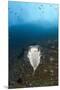 Porcupinefish (Diodon Hystrix)-Reinhard Dirscherl-Mounted Premium Photographic Print