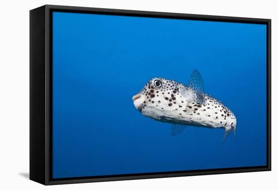 Porcupinefish (Diodon Hystrix)-Reinhard Dirscherl-Framed Stretched Canvas