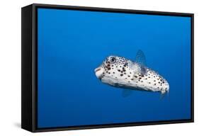 Porcupinefish (Diodon Hystrix)-Reinhard Dirscherl-Framed Stretched Canvas