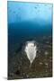Porcupinefish (Diodon Hystrix)-Reinhard Dirscherl-Mounted Photographic Print