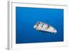 Porcupinefish (Diodon Hystrix)-Reinhard Dirscherl-Framed Photographic Print