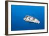 Porcupinefish (Diodon Hystrix)-Reinhard Dirscherl-Framed Photographic Print