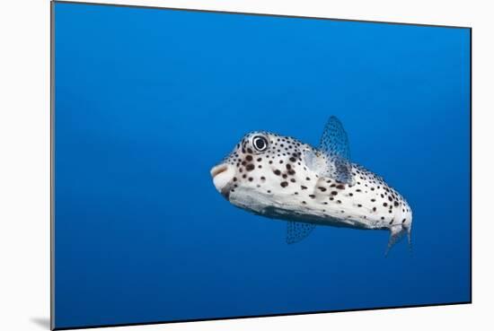 Porcupinefish (Diodon Hystrix)-Reinhard Dirscherl-Mounted Photographic Print
