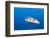 Porcupinefish (Diodon Hystrix)-Reinhard Dirscherl-Framed Photographic Print