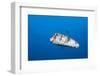 Porcupinefish (Diodon Hystrix)-Reinhard Dirscherl-Framed Photographic Print