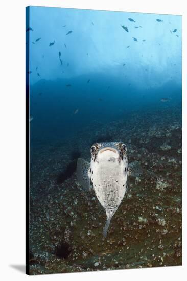 Porcupinefish (Diodon Hystrix)-Reinhard Dirscherl-Stretched Canvas