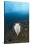 Porcupinefish (Diodon Hystrix)-Reinhard Dirscherl-Stretched Canvas