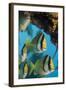 Porkfish (Anisotremus Virginicus)-Stephen Frink-Framed Photographic Print