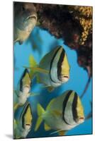 Porkfish (Anisotremus Virginicus)-Stephen Frink-Mounted Photographic Print