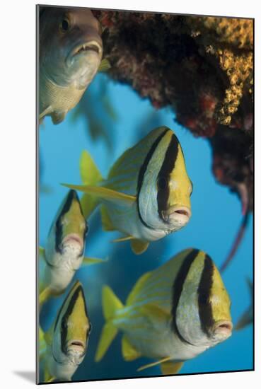 Porkfish (Anisotremus Virginicus)-Stephen Frink-Mounted Photographic Print