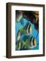 Porkfish (Anisotremus Virginicus)-Stephen Frink-Framed Photographic Print