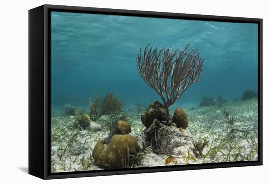 Porous Sea Rods, Hol Chan Marine Reserve, Belize-Pete Oxford-Framed Stretched Canvas