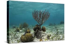 Porous Sea Rods, Hol Chan Marine Reserve, Belize-Pete Oxford-Stretched Canvas