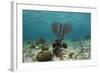 Porous Sea Rods, Hol Chan Marine Reserve, Belize-Pete Oxford-Framed Photographic Print