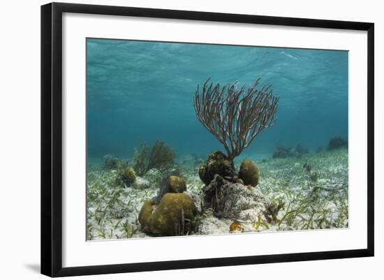 Porous Sea Rods, Hol Chan Marine Reserve, Belize-Pete Oxford-Framed Photographic Print