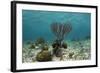 Porous Sea Rods, Hol Chan Marine Reserve, Belize-Pete Oxford-Framed Photographic Print