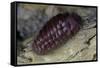 Porphyrophora Hamelii (Armenian Cochineal, Ararat Scale) - Female-Paul Starosta-Framed Stretched Canvas