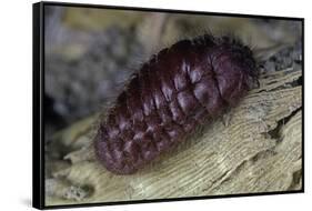 Porphyrophora Hamelii (Armenian Cochineal, Ararat Scale) - Female-Paul Starosta-Framed Stretched Canvas