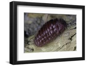 Porphyrophora Hamelii (Armenian Cochineal, Ararat Scale) - Female-Paul Starosta-Framed Premium Photographic Print