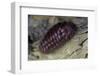 Porphyrophora Hamelii (Armenian Cochineal, Ararat Scale) - Female-Paul Starosta-Framed Premium Photographic Print