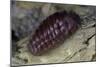 Porphyrophora Hamelii (Armenian Cochineal, Ararat Scale) - Female-Paul Starosta-Mounted Photographic Print