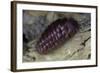 Porphyrophora Hamelii (Armenian Cochineal, Ararat Scale) - Female-Paul Starosta-Framed Photographic Print