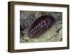 Porphyrophora Hamelii (Armenian Cochineal, Ararat Scale) - Female-Paul Starosta-Framed Photographic Print