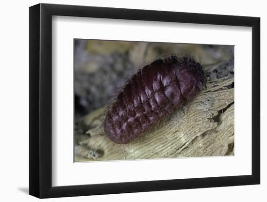 Porphyrophora Hamelii (Armenian Cochineal, Ararat Scale) - Female-Paul Starosta-Framed Photographic Print