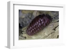 Porphyrophora Hamelii (Armenian Cochineal, Ararat Scale) - Female-Paul Starosta-Framed Photographic Print