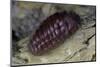 Porphyrophora Hamelii (Armenian Cochineal, Ararat Scale) - Female-Paul Starosta-Mounted Photographic Print