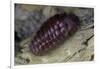 Porphyrophora Hamelii (Armenian Cochineal, Ararat Scale) - Female-Paul Starosta-Framed Photographic Print