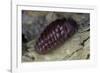 Porphyrophora Hamelii (Armenian Cochineal, Ararat Scale) - Female-Paul Starosta-Framed Photographic Print