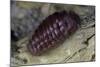 Porphyrophora Hamelii (Armenian Cochineal, Ararat Scale) - Female-Paul Starosta-Mounted Photographic Print