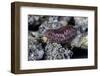 Porphyrophora Hamelii (Armenian Cochineal, Ararat Scale) - Female-Paul Starosta-Framed Photographic Print