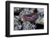 Porphyrophora Hamelii (Armenian Cochineal, Ararat Scale) - Female-Paul Starosta-Framed Photographic Print