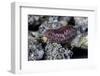 Porphyrophora Hamelii (Armenian Cochineal, Ararat Scale) - Female-Paul Starosta-Framed Photographic Print