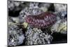 Porphyrophora Hamelii (Armenian Cochineal, Ararat Scale) - Female-Paul Starosta-Mounted Photographic Print