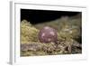 Porphyrophora Polonica (Polish Cochineal, Polish Carmine Scale) - Cyst-Paul Starosta-Framed Photographic Print