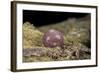 Porphyrophora Polonica (Polish Cochineal, Polish Carmine Scale) - Cyst-Paul Starosta-Framed Photographic Print