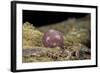 Porphyrophora Polonica (Polish Cochineal, Polish Carmine Scale) - Cyst-Paul Starosta-Framed Photographic Print
