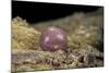 Porphyrophora Polonica (Polish Cochineal, Polish Carmine Scale) - Cyst-Paul Starosta-Mounted Photographic Print