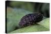 Porphyrophora Polonica (Polish Cochineal, Polish Carmine Scale) - Female-Paul Starosta-Stretched Canvas