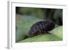 Porphyrophora Polonica (Polish Cochineal, Polish Carmine Scale) - Female-Paul Starosta-Framed Photographic Print