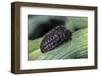 Porphyrophora Polonica (Polish Cochineal, Polish Carmine Scale) - Female-Paul Starosta-Framed Photographic Print